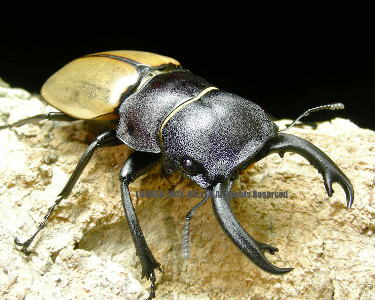 大型カステルナウツヤクワガタ 大型カステルナウツヤクワガタ カステル