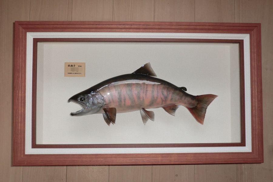 剥製天然サクラマス額入り