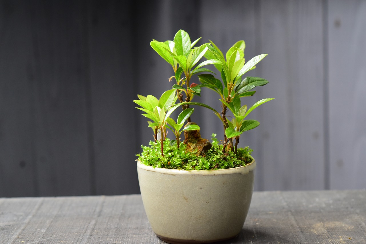 碧水 盆栽鉢 山野草 碧水 盆栽鉢 山野草 碧水 盆栽鉢 山野草
