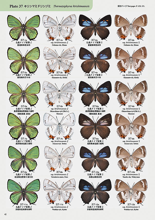 日本のゼフィルス