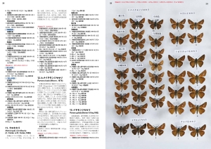 蝶標本 まる出品 カラフトタカネキマダラセセリとジョウザンシジミ 蝶