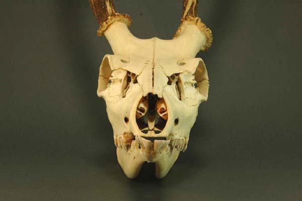 エゾ鹿(ニホンジカ)の頭蓋骨 呪物？ エゾ鹿(ニホンジカ)の頭蓋骨 呪物
