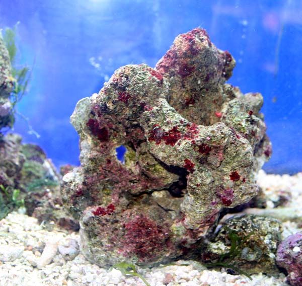 ライブロックの選び方は ライブロックの醍醐味は | 商品の紹介 | 海水