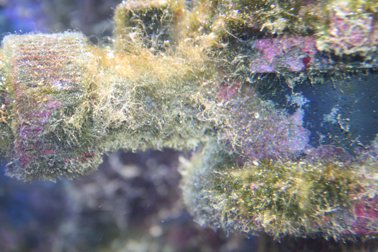 ☆】海藻等色々ついたライブロックと海藻セット ☆】海藻等色々ついた