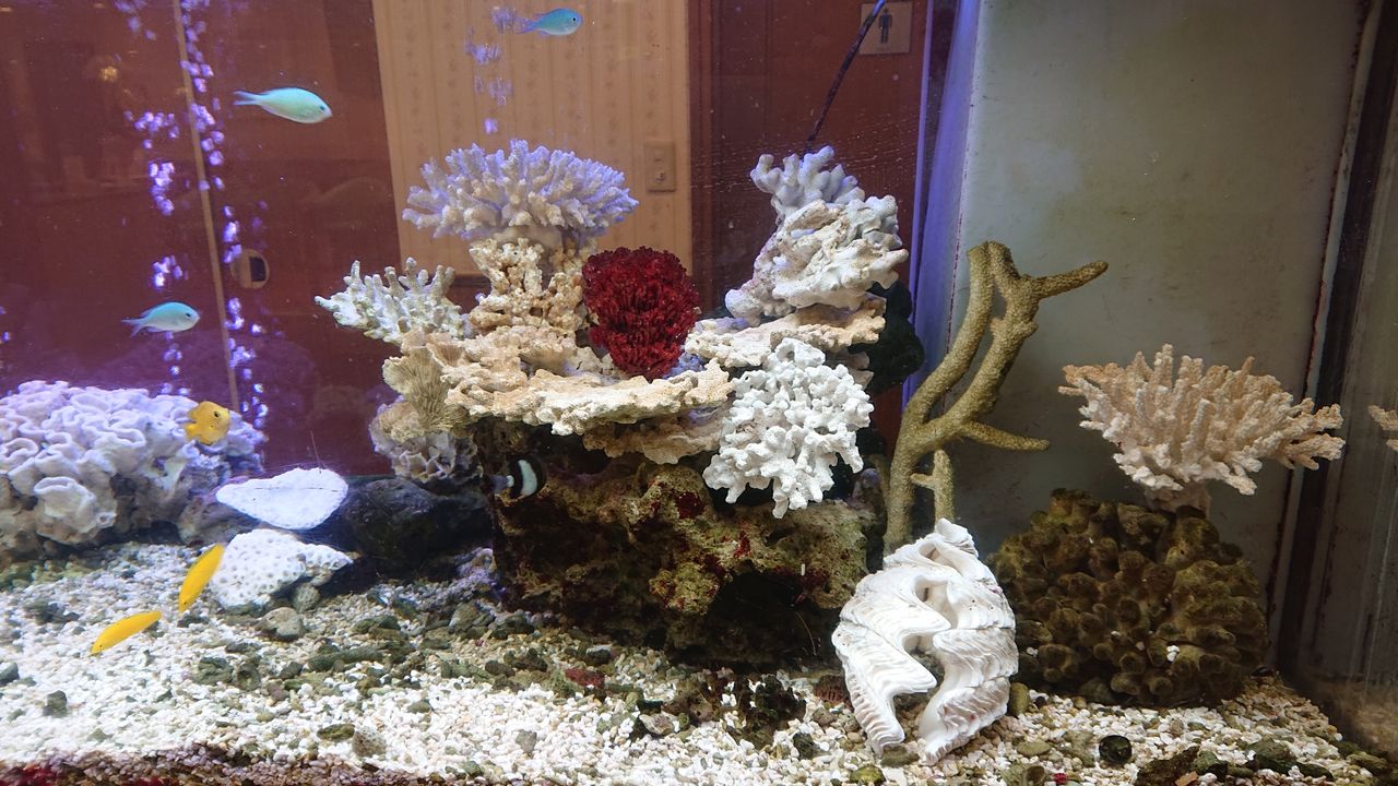 18【珊瑚】☆飾り サンゴ礁 置物☆白 海水魚 水槽 レイアウト