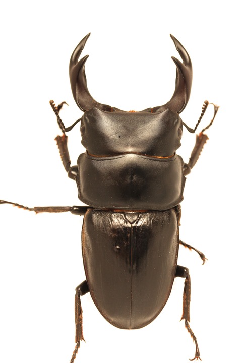 国産オオクワガタ(自己採集新潟産)飼育記 羽化個体紹介 : オオカブトの部屋