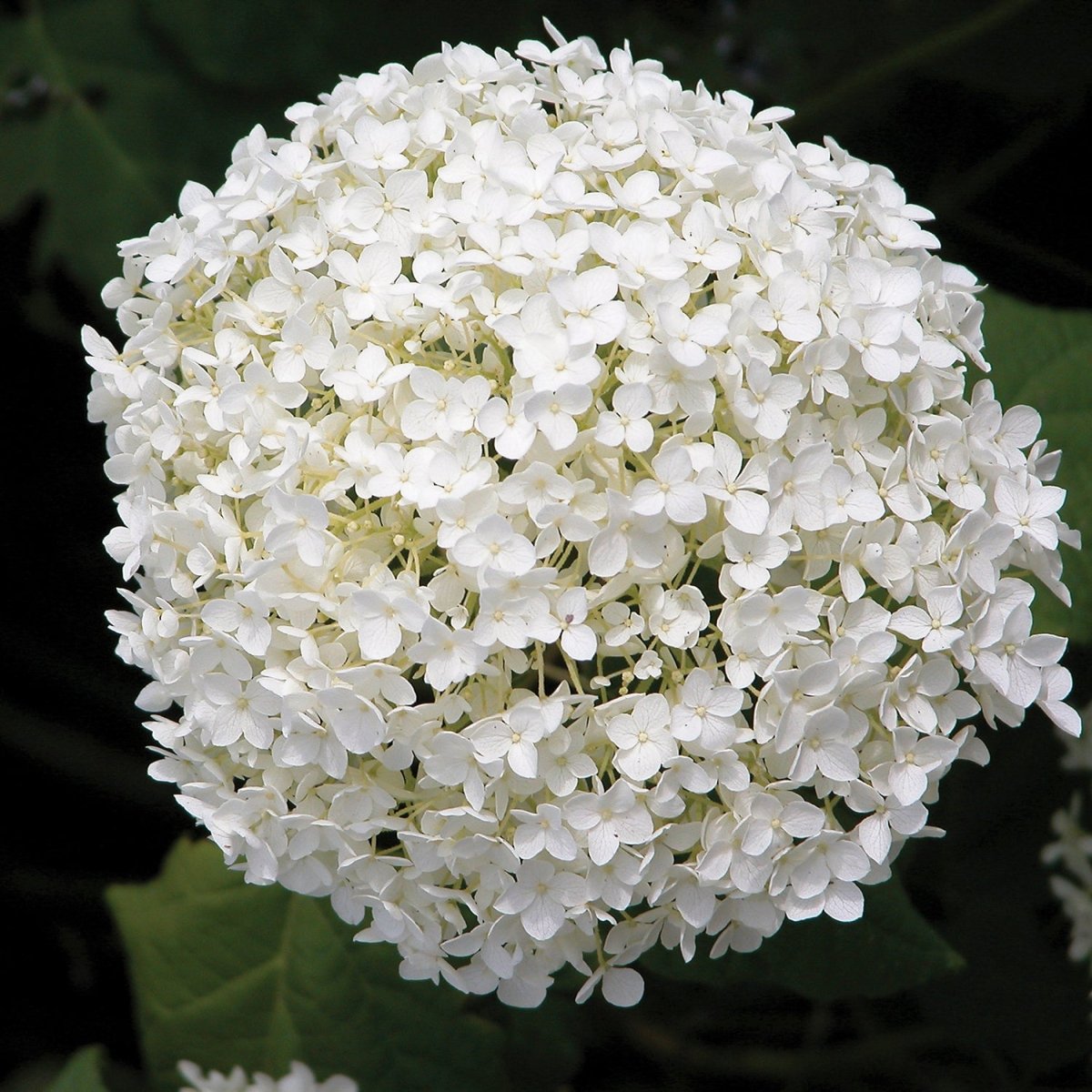 Annabelle Hydrangea – LandscapeDirect