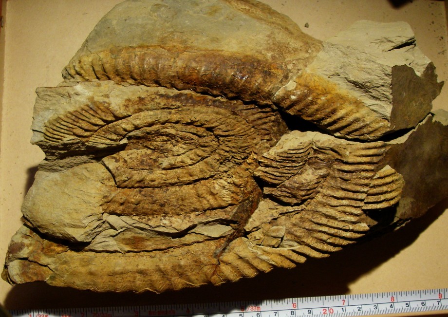 北海道初山別村産 クモヒトデ化石 密集標本 貴重標本 化石 【公式通販】