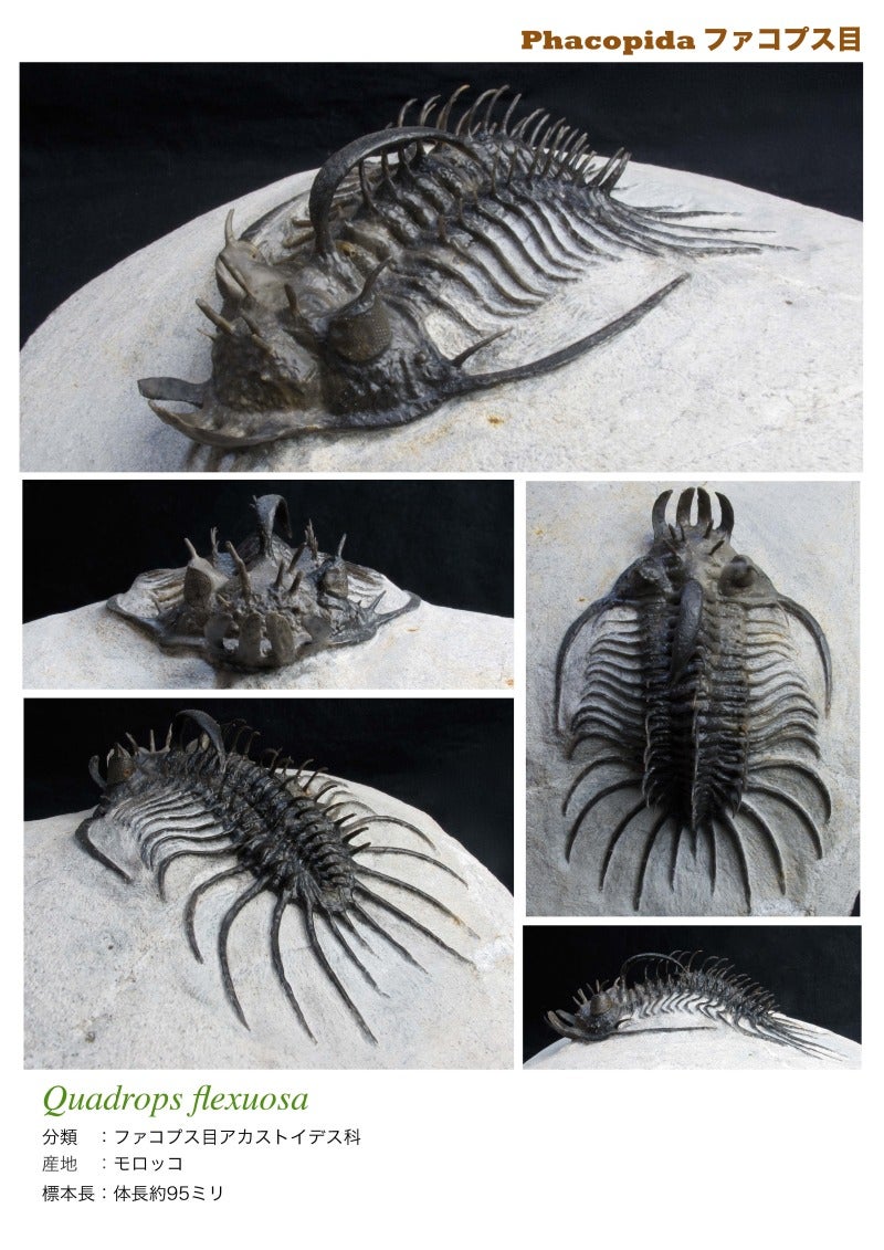 三葉虫 化石 [PH68] ペディノパリオプス