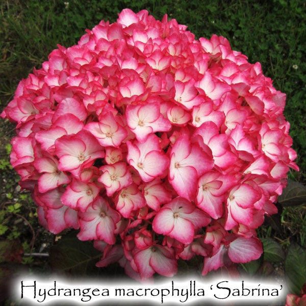 Hydrangea4937 0502 指定07 Hydrangea, Bigleaf 'Seaside Serenade