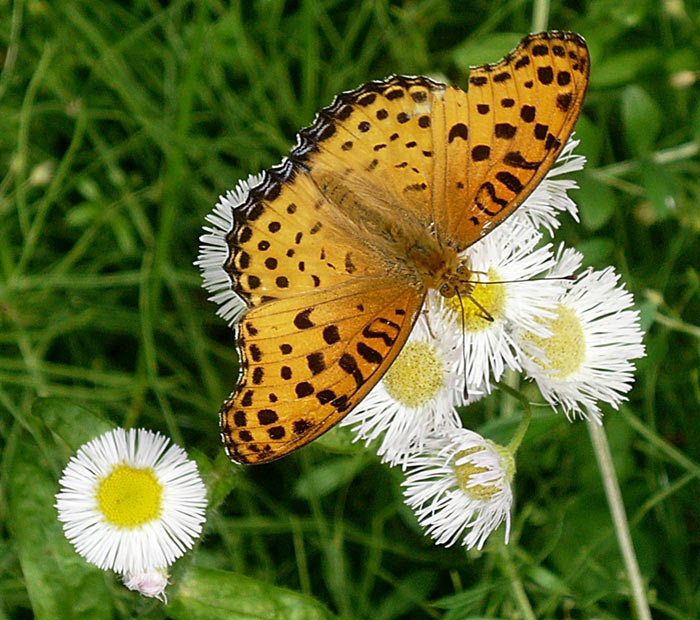 花と蝶 花と蝶 花と蝶 カード検索 ｜ Z/X - Zillions of enemy X - ゼクス