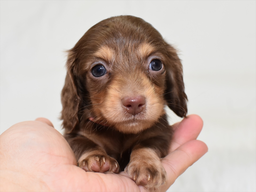 ミニチュアダックスフンド、チョコイエローのメス②（チョコ母
