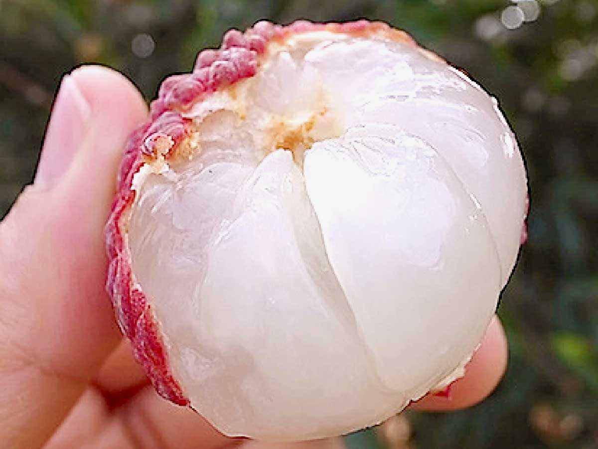 宮崎県産 厳選 完熟 生ライチ 販売開始！ – とびっきりギフト