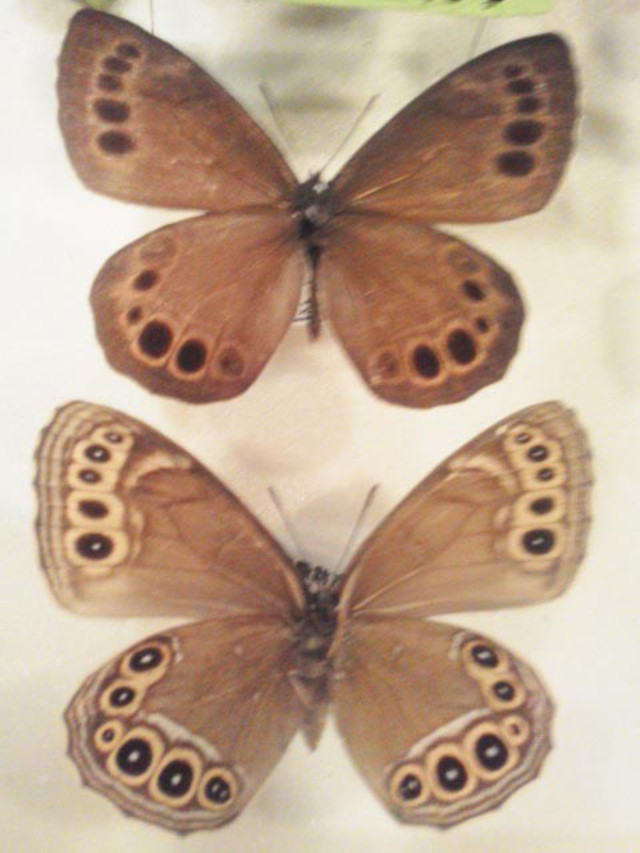 カ*コ様 ウラジャノメ 北海道産 6♂ 日本産蝶標本 カ*コ様 ウラ
