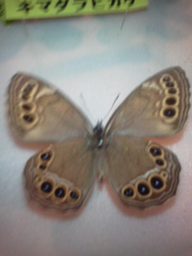 カ*コ様 ウラジャノメ 北海道産 6♂ 日本産蝶標本 カ*コ様 ウラ