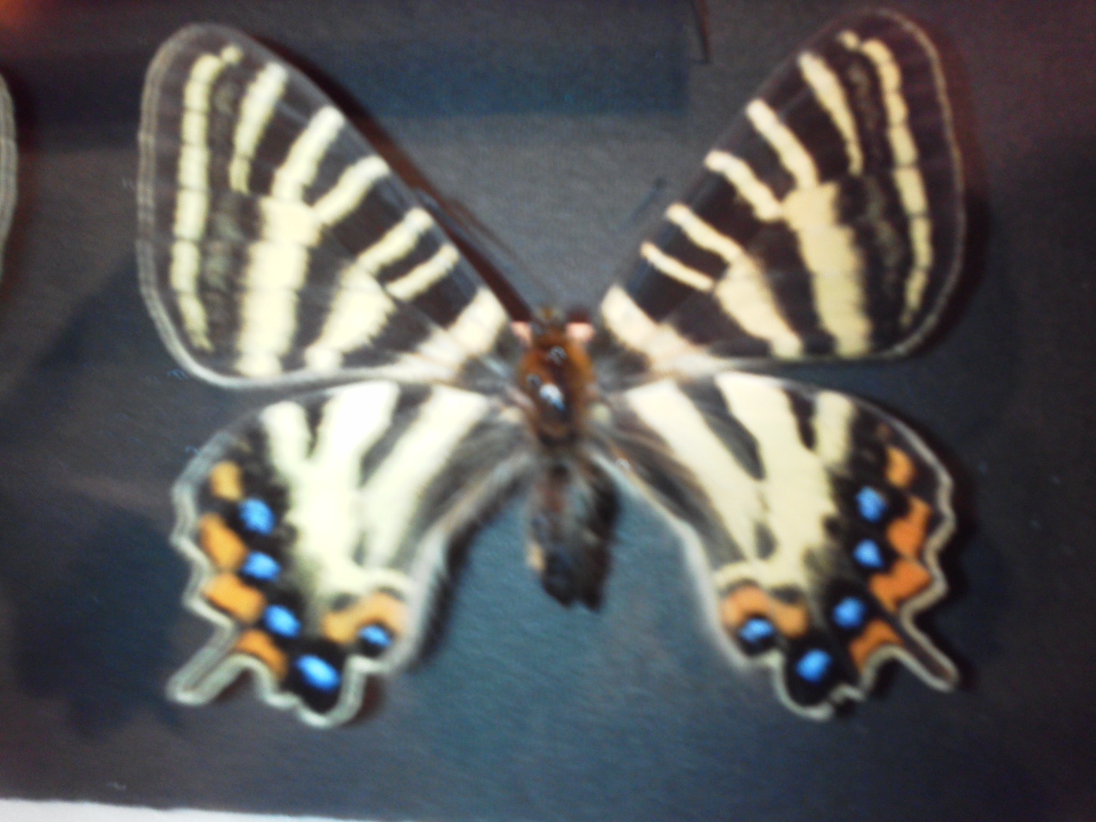 国産蝶標本 稀少・東京都八王子市ギフ！！！