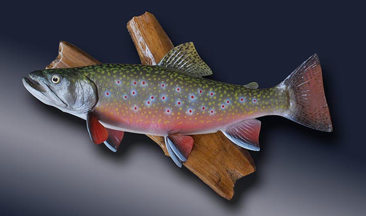 ブルック トラウト