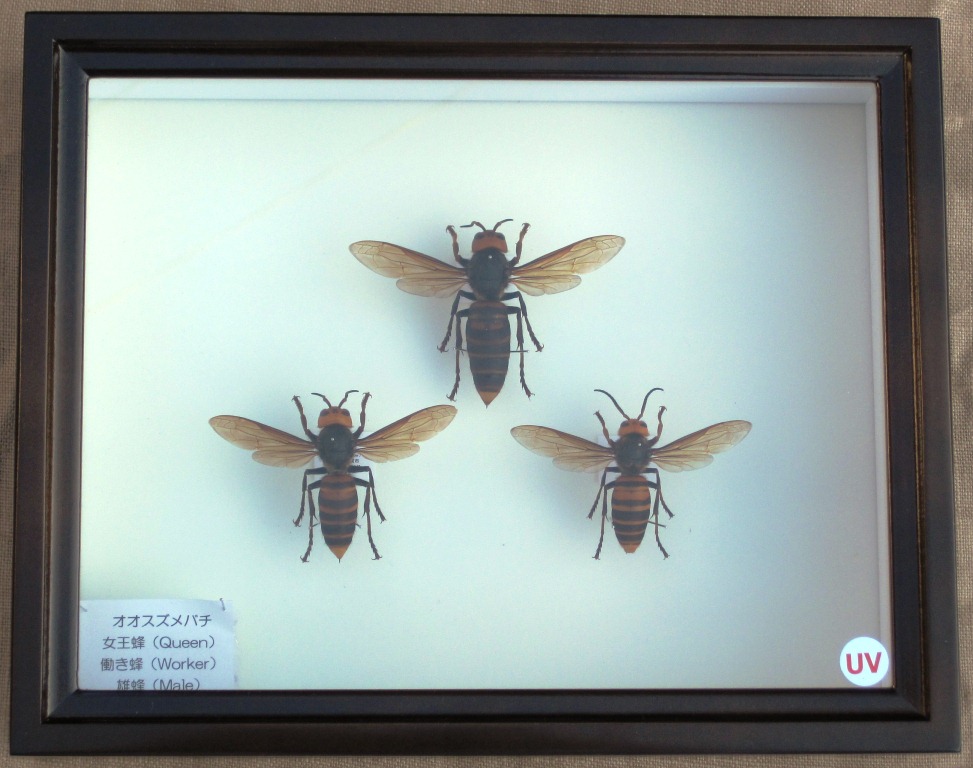 鳥の剥製、日本人形、スズメバチの巣、酒瓶 【公式通販】