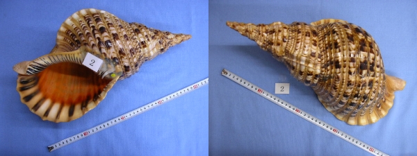 貝殻標本 法螺貝 タカシェル 法螺貝 ほらかい ホラガイ ほら貝 口金