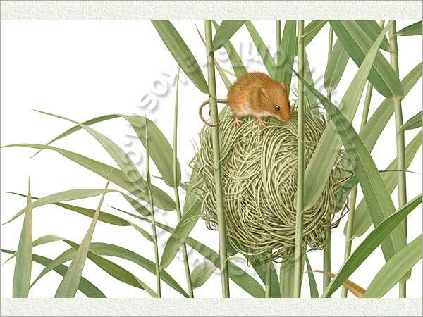 カヤネズミの゙巣6個セット