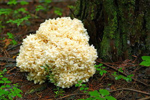 化粧品・健康食品・サプリメント｜東京バイオメディカルズ