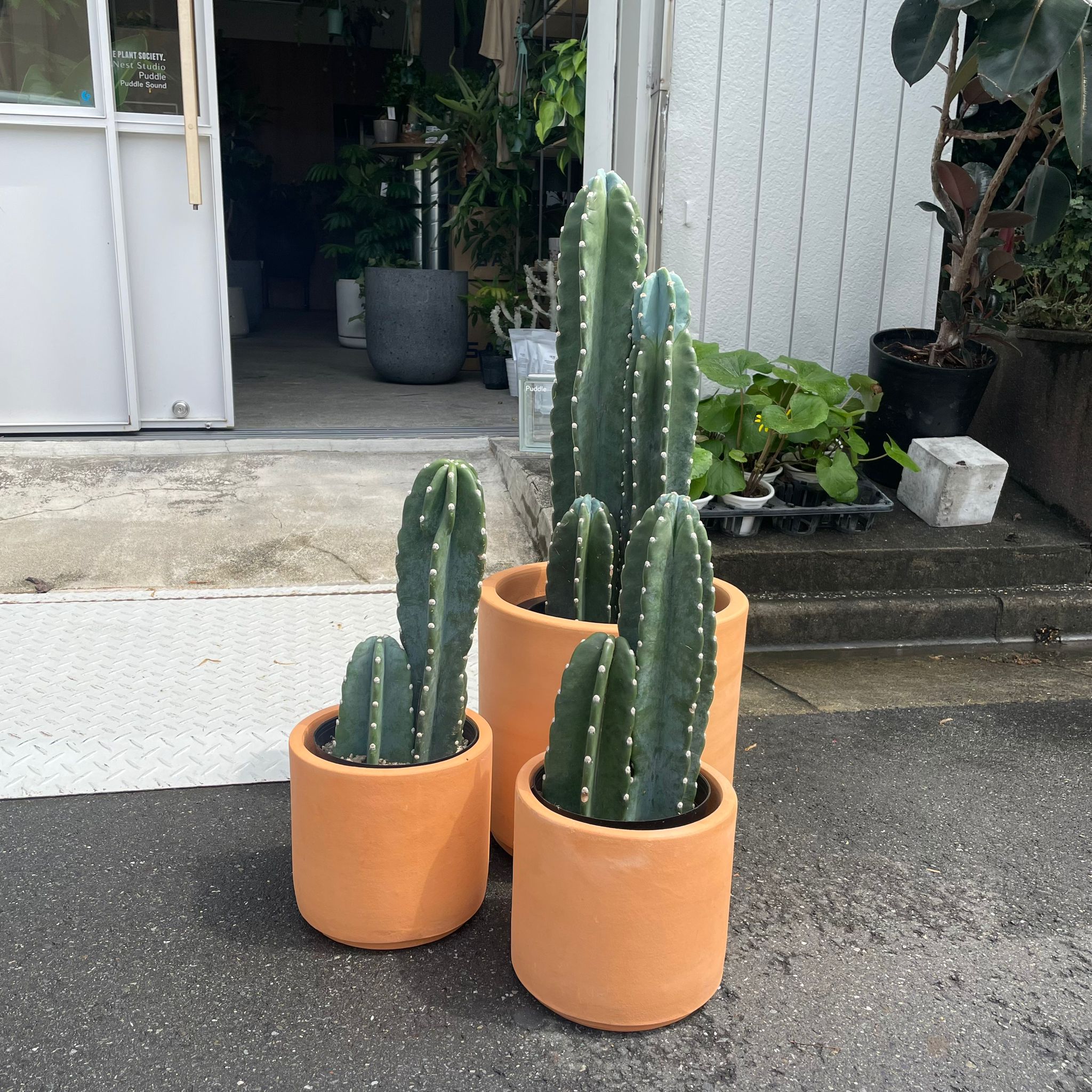 ア*ア様 シデンシーザー15枚 ア*ア様 シデンシーザー15枚 ア*ア様