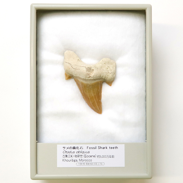 サメの歯化石｜化石標本・分売｜化石販売・鉱物販売の東京サイエンス