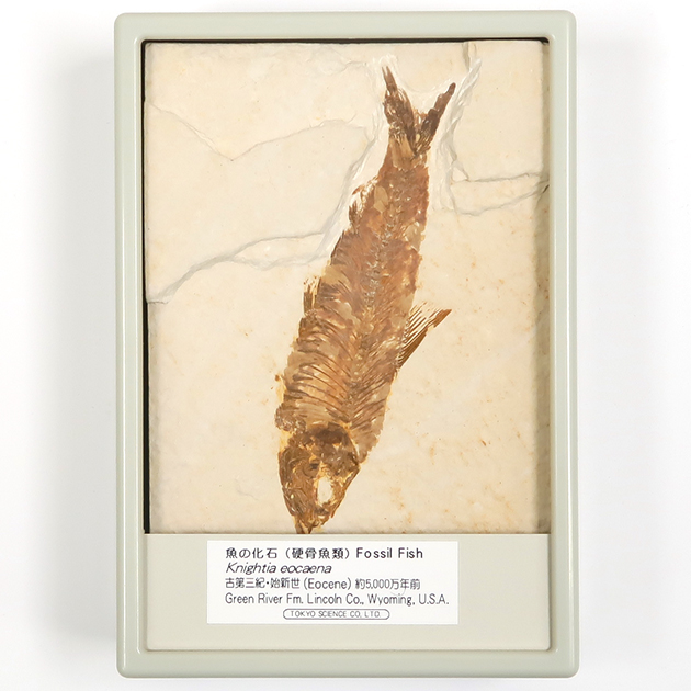 魚の化石（Green River Fm.）｜化石販売・鉱物販売の東京サイエンス