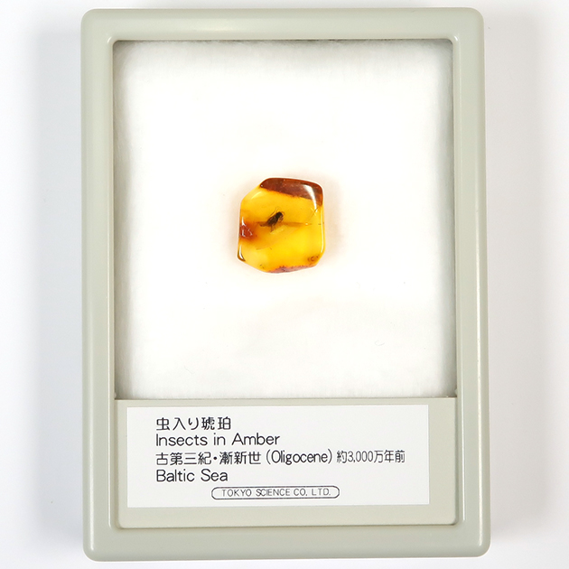 虫入り琥珀（Insects in Amber）｜化石販売・鉱物販売の東京サイエンス