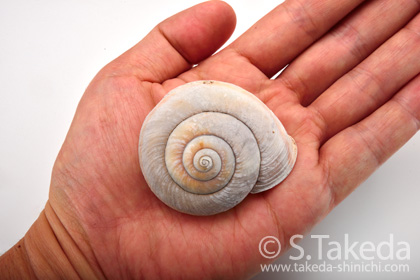 自然写真家・武田晋一のHP 撮影日記 2014年7月分