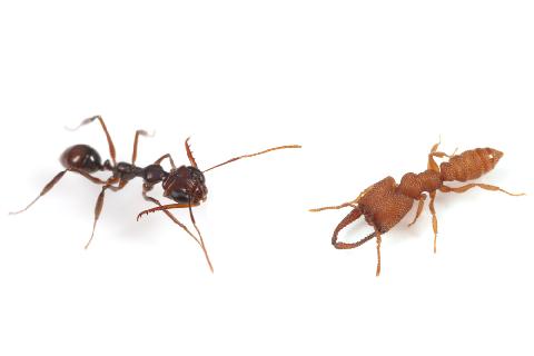 蟻という生き物