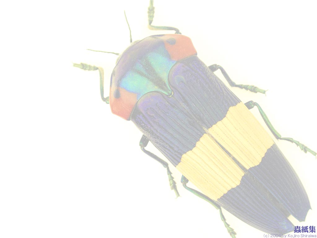 O*ん様 オーストラリアの ムカシタマムシ 3種セット オーストラリアの