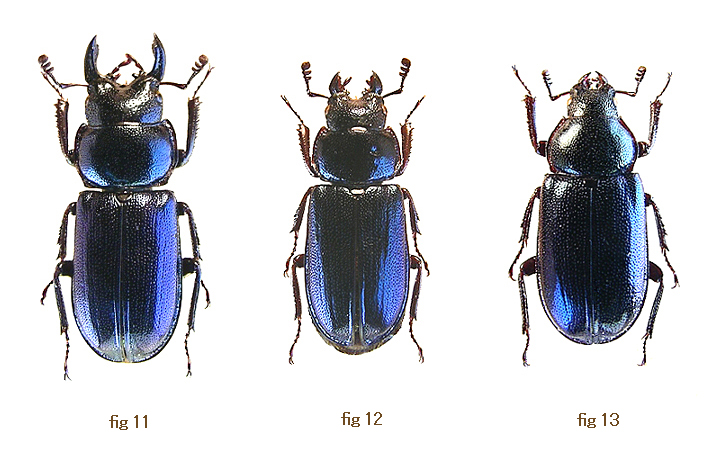 Platycerus of Europe ②