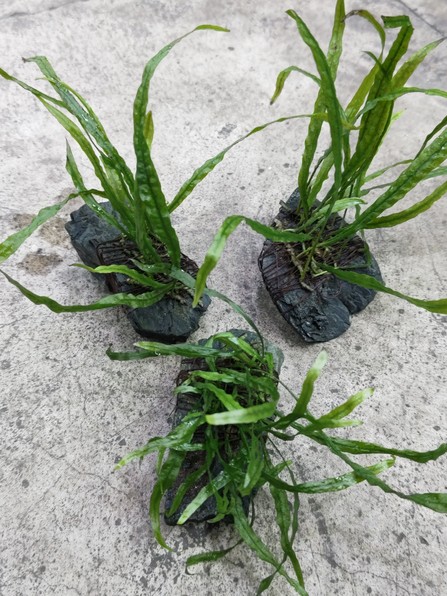 ミクロソリウム 特大塊