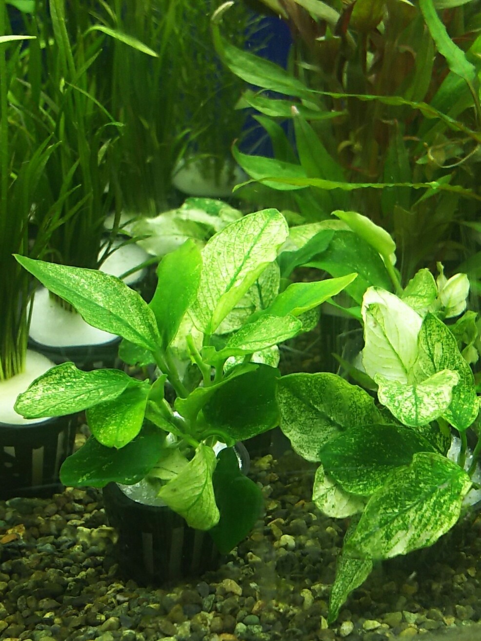 アヌビアス・ナナ・プチ・斑入り Anubias barteri ver.nana