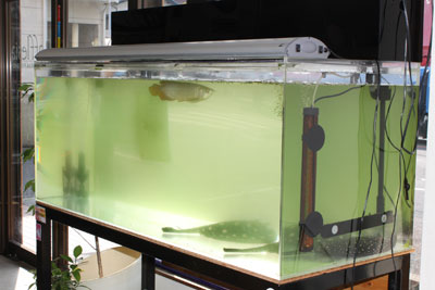 飼育水が緑色になってしまいました。どうすれば良いでしょうか