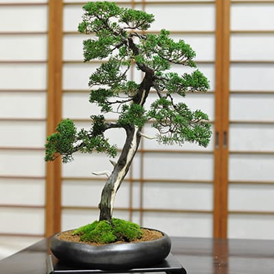 ♯166 鉢 山秋 盆器 盆栽 植木 松柏 皐月 真柏 楓 ♯73