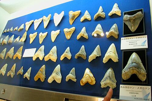 本物 メガロドンの歯 化石 サメ 9.5cm アメリカ合衆国 新生代の海の