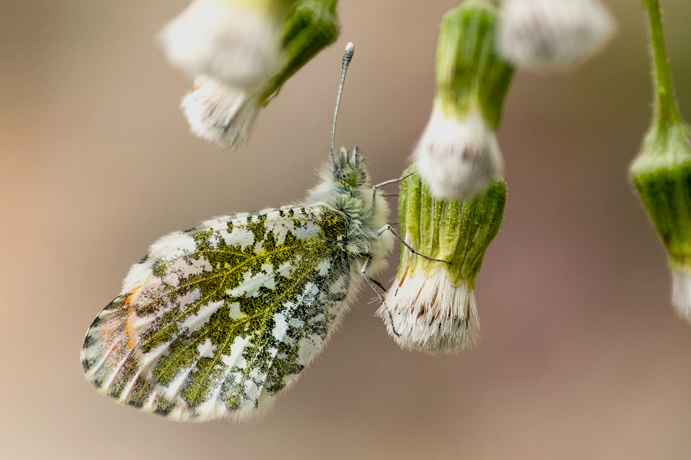 クモマツマキ蝶