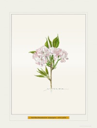 太田洋愛 ボタニカルアート第一人者の原画F3号 国立科学博物館】企画展