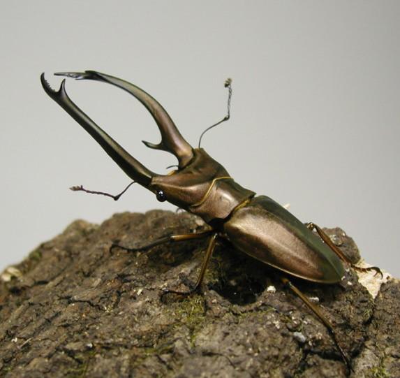 エラフスホソアカクワガタ：クワガタムシ・カブトムシのオンライン図鑑