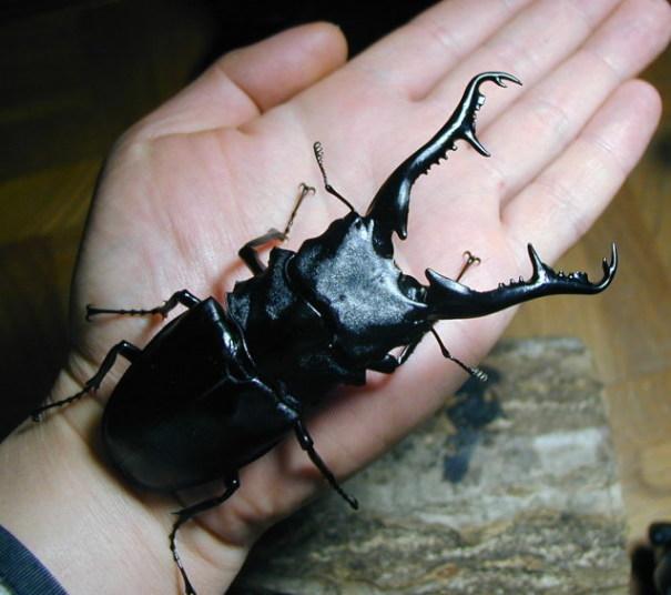 フローレス島産 ギラファノコギリクワガタ☆アウトレット☆