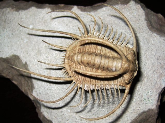 カナダ産 三葉虫 Greenops widderensis カナダ産 三葉虫 Greenops