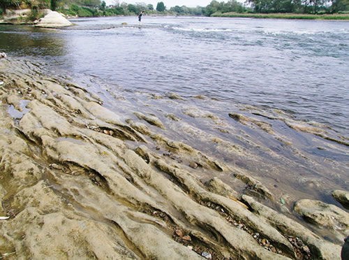 宮沢賢治二枚貝の化石イギリス海岸