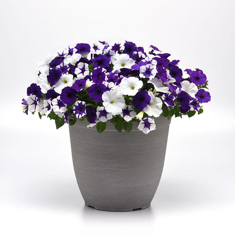 Petunia E3 Easy Wave Deja Vu Mix Seed – Harris Seeds