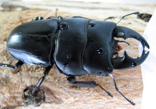 標本アルキデスヒラタクワガタ 長歯型 スマトラ島産 96.1ミリ 野外品