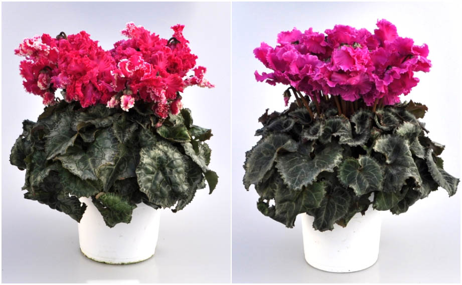 花「暗闇の一輪・・・シクラメン」 花「暗闇の一輪・・・シクラメン