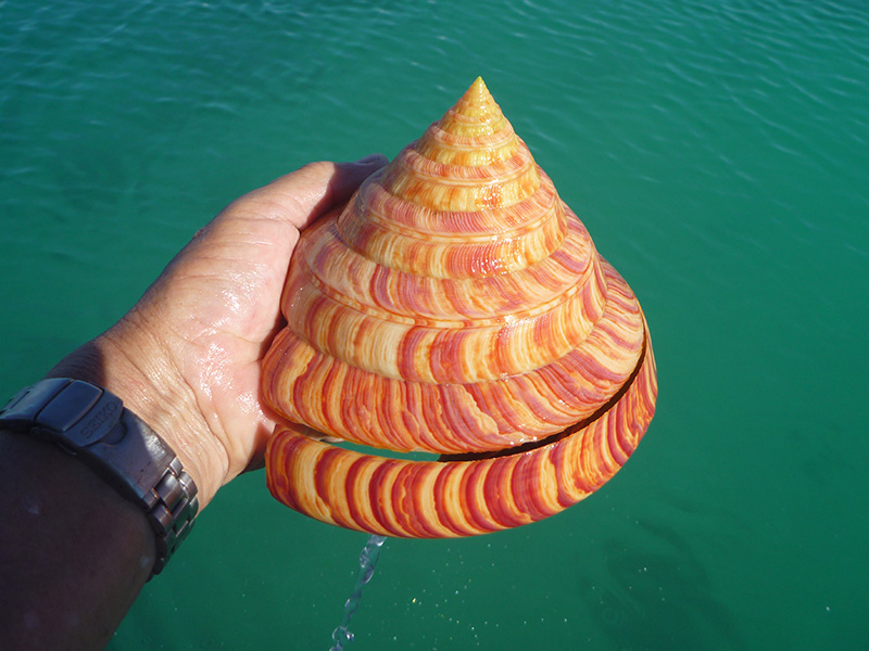 貝殻 オキナエビスガイ オキナエビス 貝殻 オキナエビスガイ