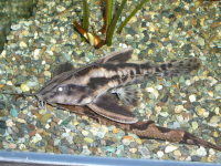 あくあしょっぷ石と泉 / メガロドラス 約10cm