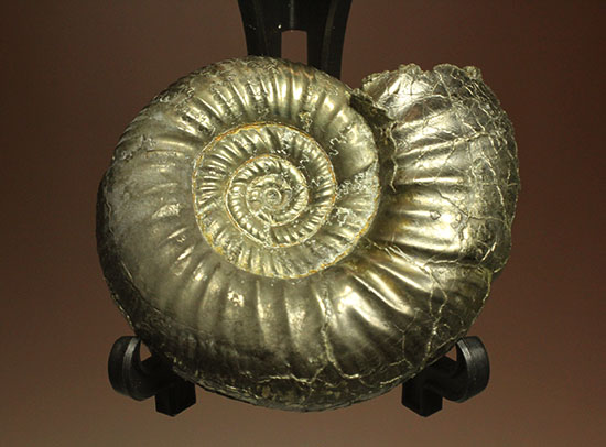 黄鉄鉱化アンモナイト(イングランド産・Poculisphinctes) アンモナイト